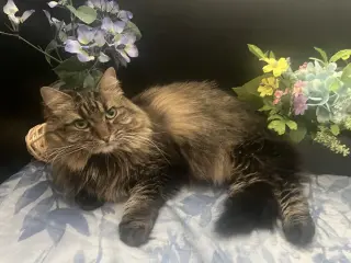 Daisy