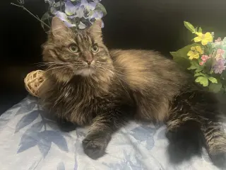 Daisy