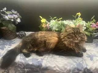 Daisy