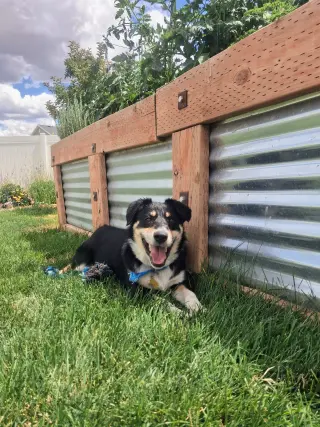 Dougy