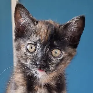 Clarabelle