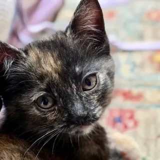 Clarabelle
