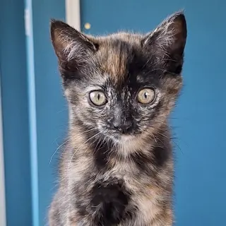 Clarabelle