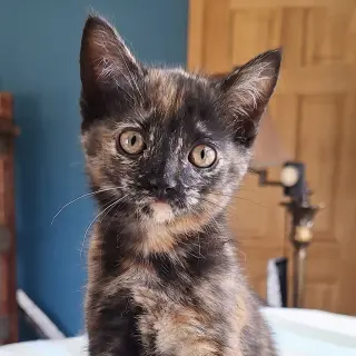 Clarabelle