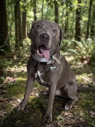 Baloo