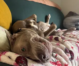 Baloo
