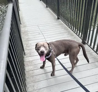 Baloo