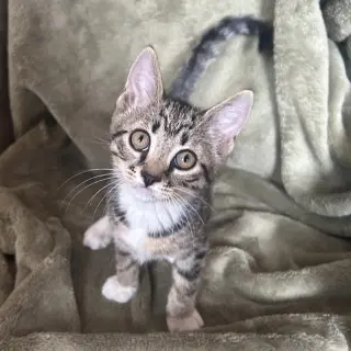 Bella