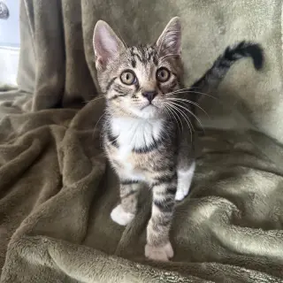 Bella