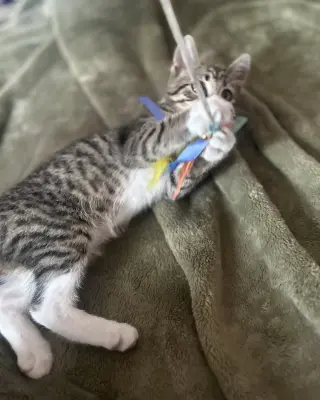 Bella