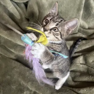 Bella