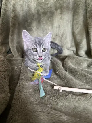 Zelda