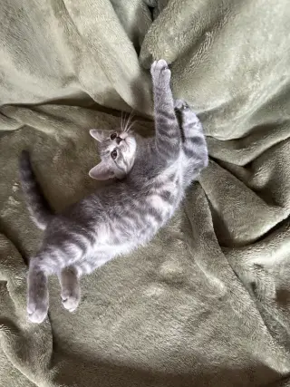Zelda
