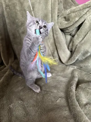 Zelda