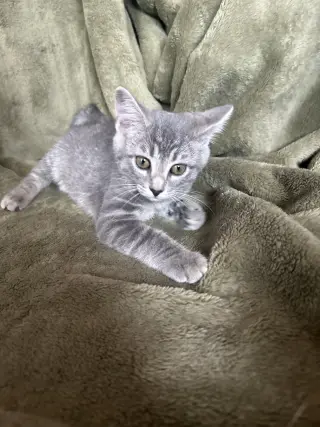 Zelda