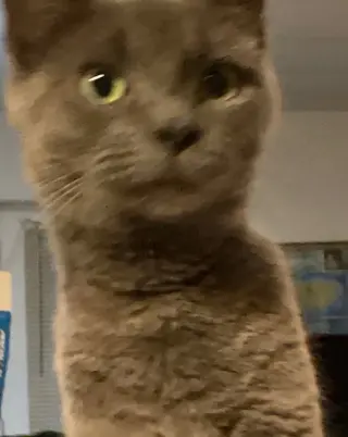 Georgie Girl