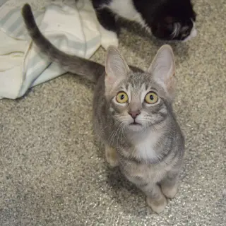 Sherbert