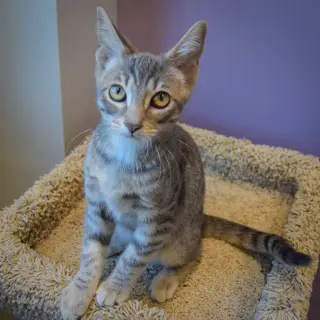 Sherbert