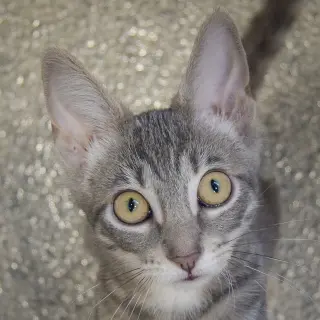 Sherbert