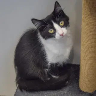 Oreo