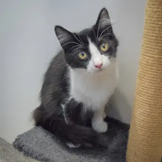 Oreo