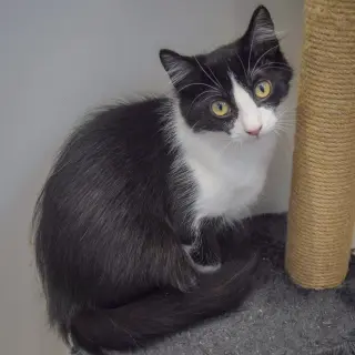 Oreo