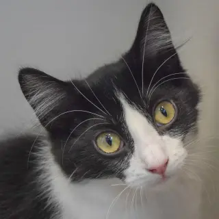 Oreo