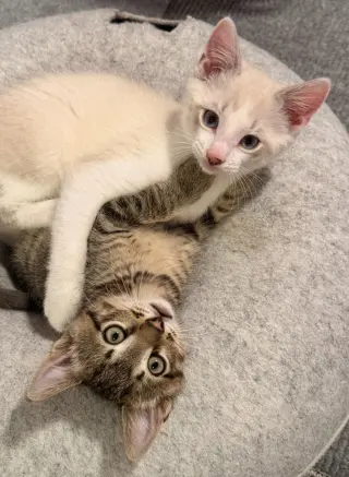 Oliver / Clark