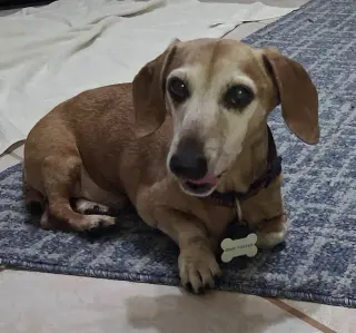 Elvis