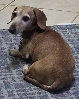 Elvis