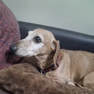 Elvis