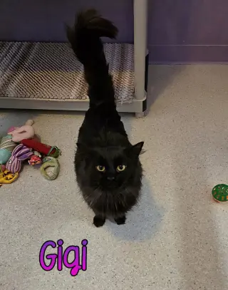 Gigi