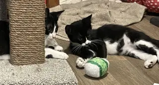 Nelly (and BillyBlacky)