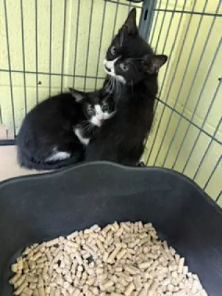 Nelly (and BillyBlacky)