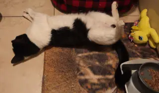 Petey