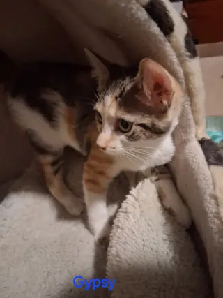 Gypsy