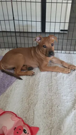 Teddy