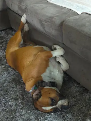 Zoey XII