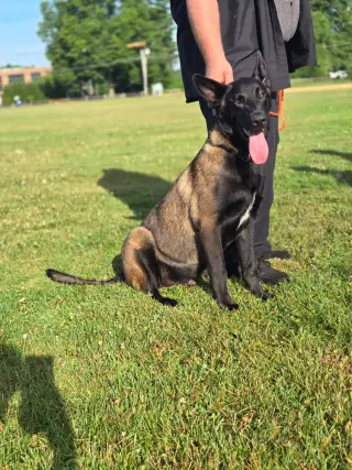Bruno - Located in VA