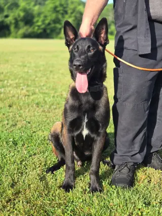 Bruno - Located in VA