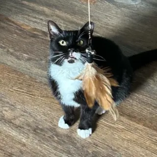 Fiddle