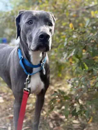 Thor
