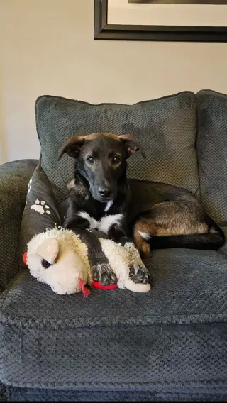 Buddy