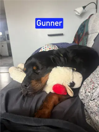 Gunner aka Rolo