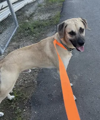 Reebok - runs on treats