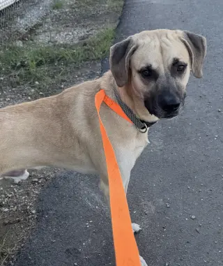 Reebok - runs on treats