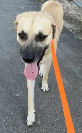 Reebok - runs on treats