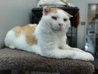 Grilled Cheese (FIV+)