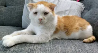 Grilled Cheese (FIV+)