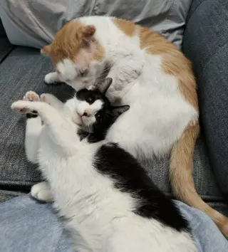 Grilled Cheese (FIV+)